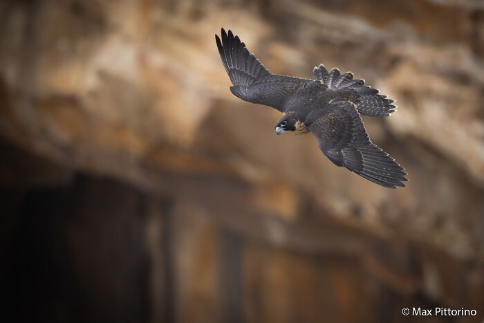Young Falcon’s Flight Lesson