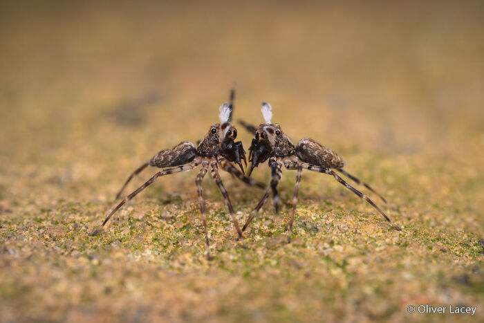 Spider Territorial Tango
