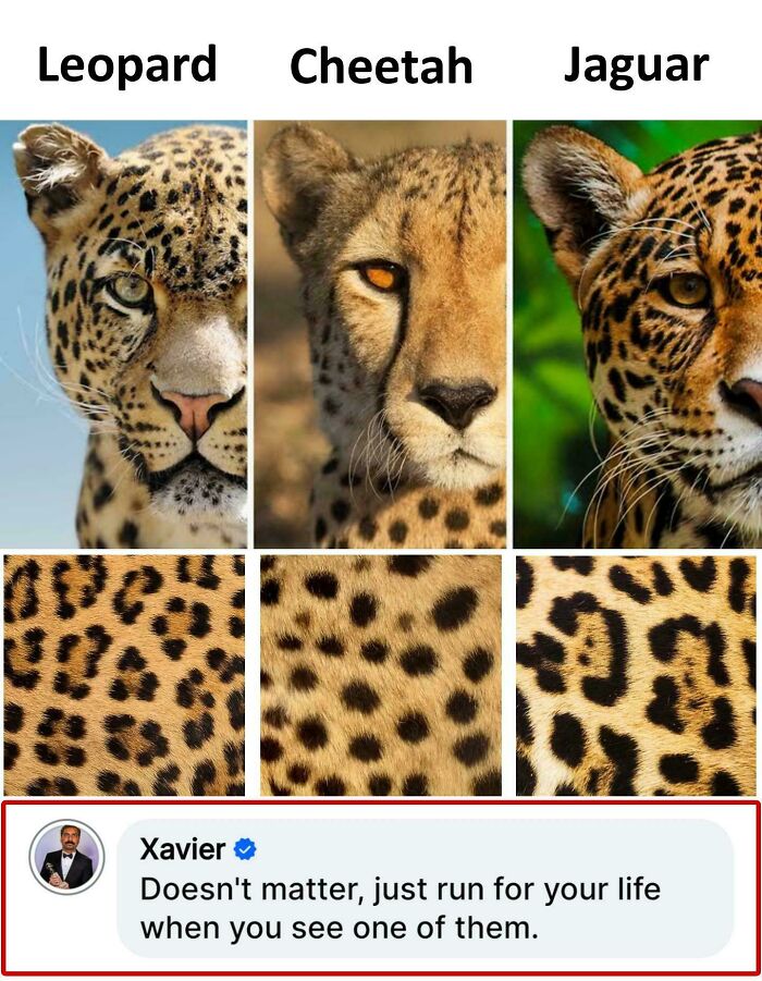 Meet Xavier: The King of Savage Internet Replies That’ll Crack You Up