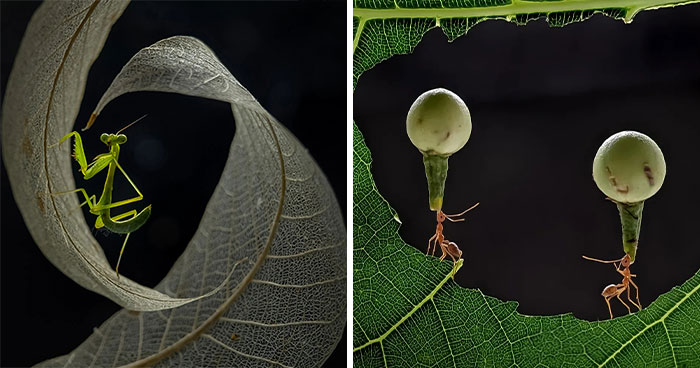 Whoa, These Tiny Creatures Just Became Superstars Thanks To A Smartphone!