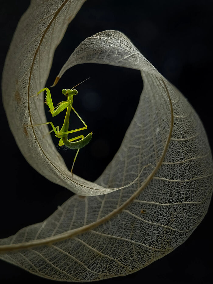 Whoa, These Tiny Creatures Just Became Superstars Thanks To A Smartphone!