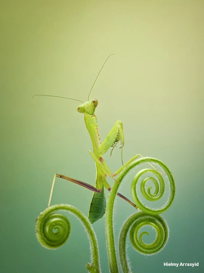 Whoa, These Tiny Creatures Just Became Superstars Thanks To A Smartphone!