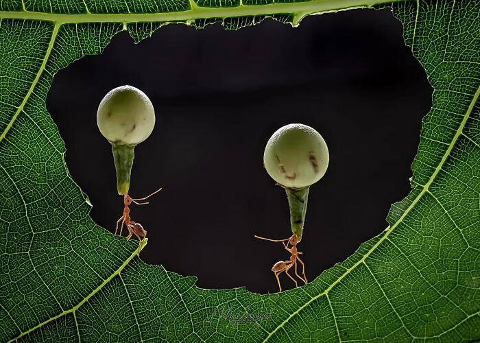 Whoa, These Tiny Creatures Just Became Superstars Thanks To A Smartphone!