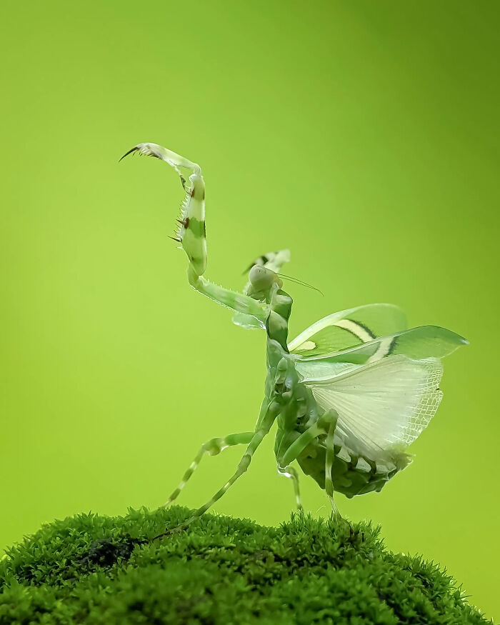 Whoa, These Tiny Creatures Just Became Superstars Thanks To A Smartphone!