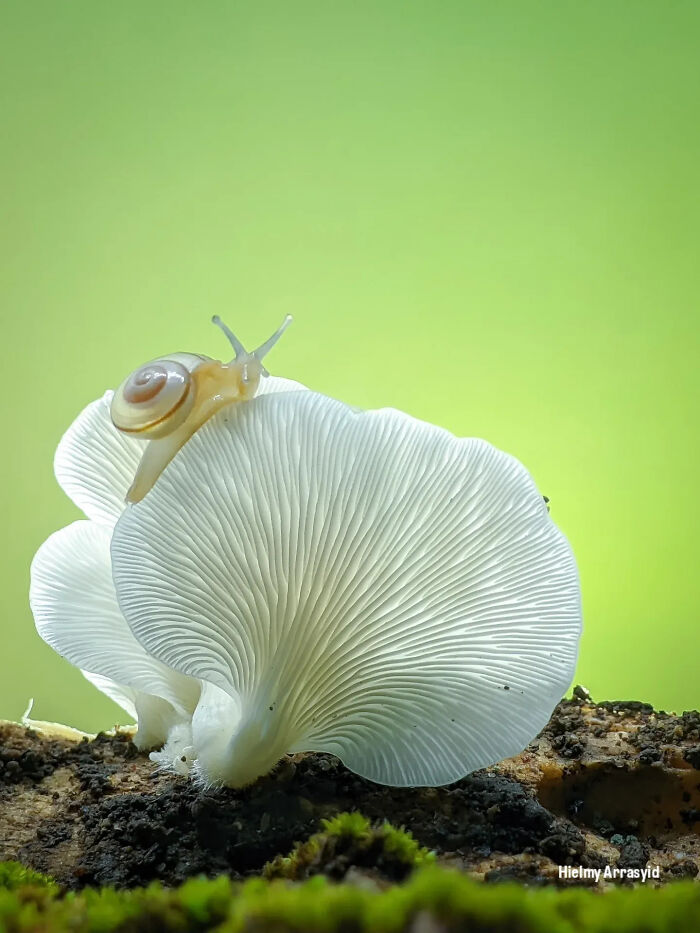 Whoa, These Tiny Creatures Just Became Superstars Thanks To A Smartphone!