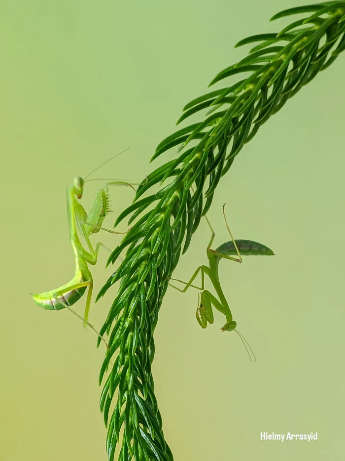 Whoa, These Tiny Creatures Just Became Superstars Thanks To A Smartphone!
