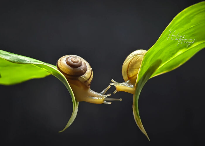 Whoa, These Tiny Creatures Just Became Superstars Thanks To A Smartphone!