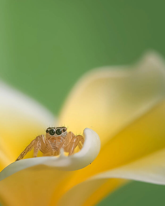 Whoa, These Tiny Creatures Just Became Superstars Thanks To A Smartphone!