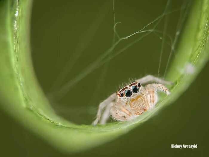 Whoa, These Tiny Creatures Just Became Superstars Thanks To A Smartphone!