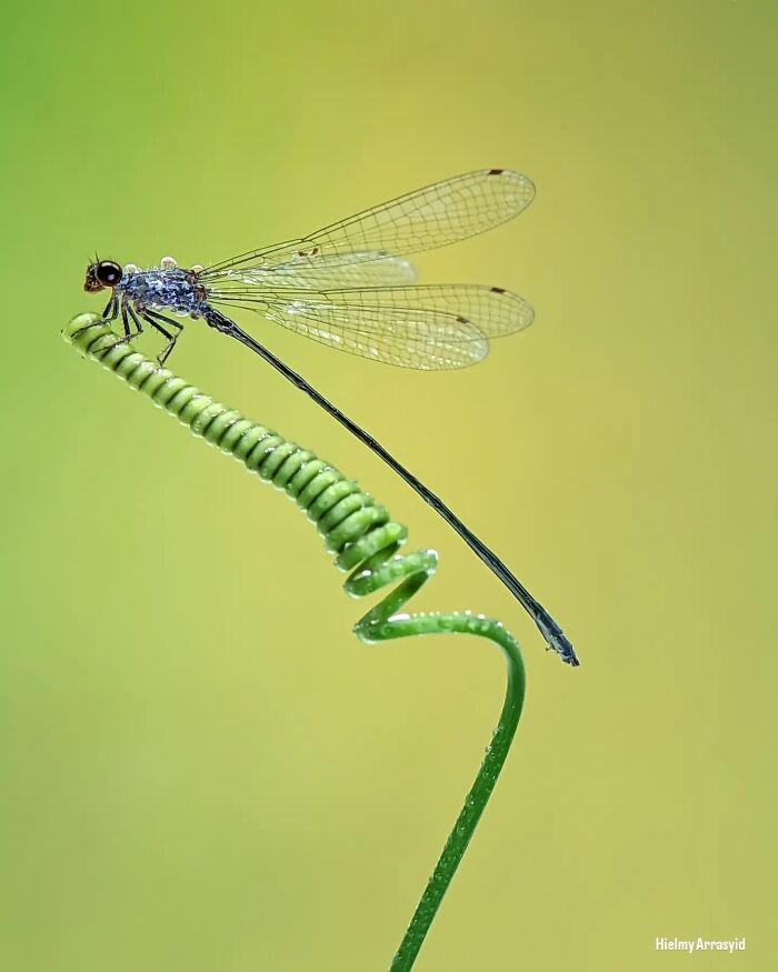 Whoa, These Tiny Creatures Just Became Superstars Thanks To A Smartphone!