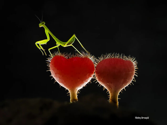 Whoa, These Tiny Creatures Just Became Superstars Thanks To A Smartphone!