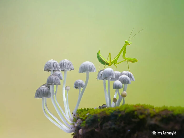 Whoa, These Tiny Creatures Just Became Superstars Thanks To A Smartphone!