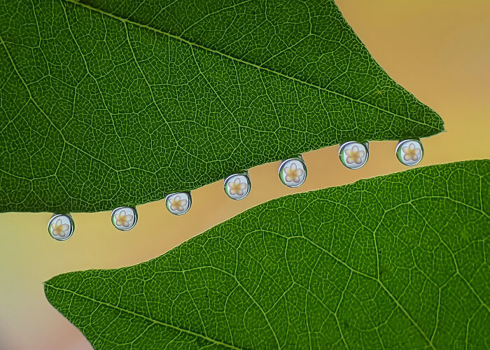 Whoa, These Tiny Creatures Just Became Superstars Thanks To A Smartphone!