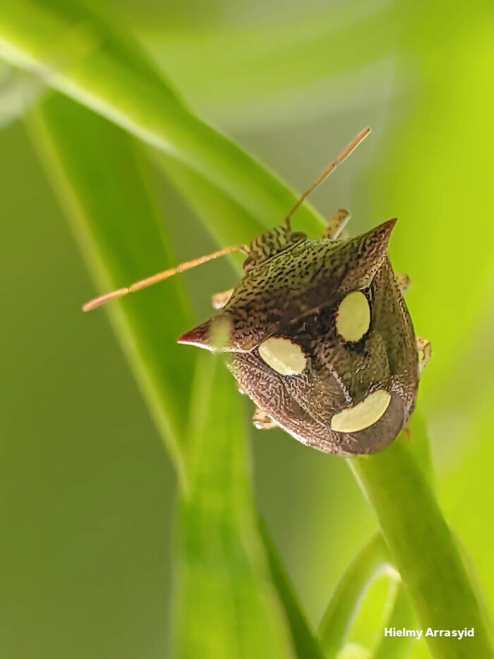Whoa, These Tiny Creatures Just Became Superstars Thanks To A Smartphone!