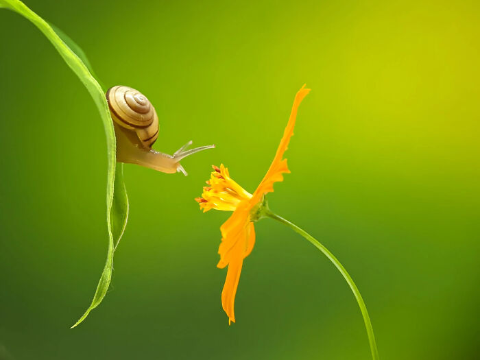 Whoa, These Tiny Creatures Just Became Superstars Thanks To A Smartphone!