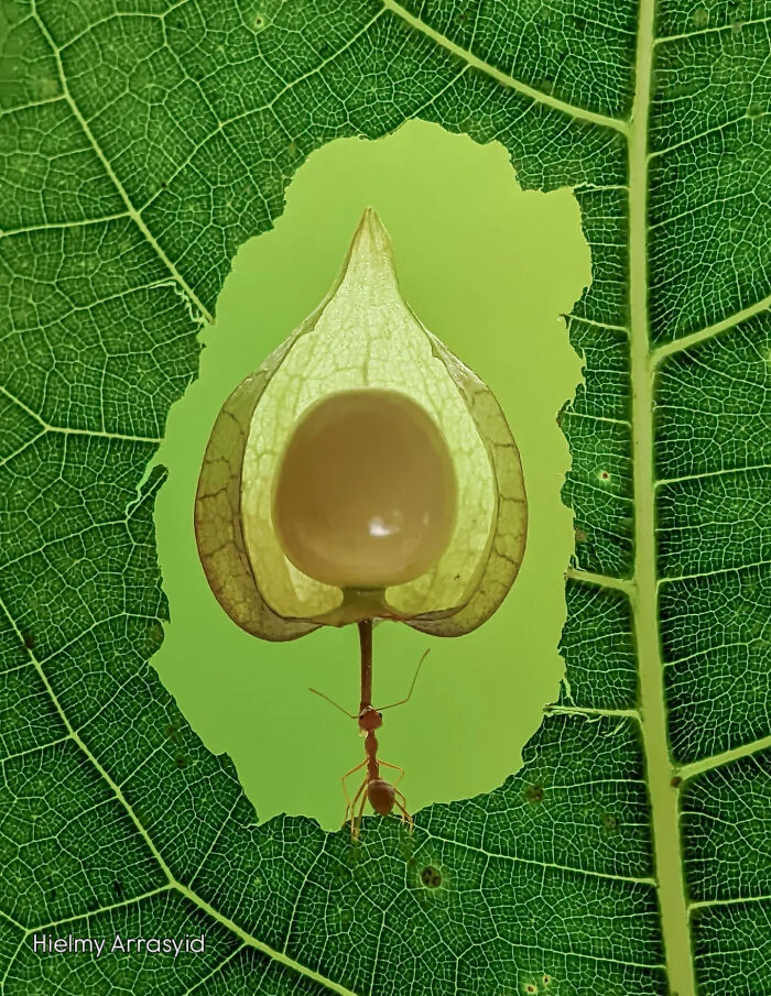 Whoa, These Tiny Creatures Just Became Superstars Thanks To A Smartphone!