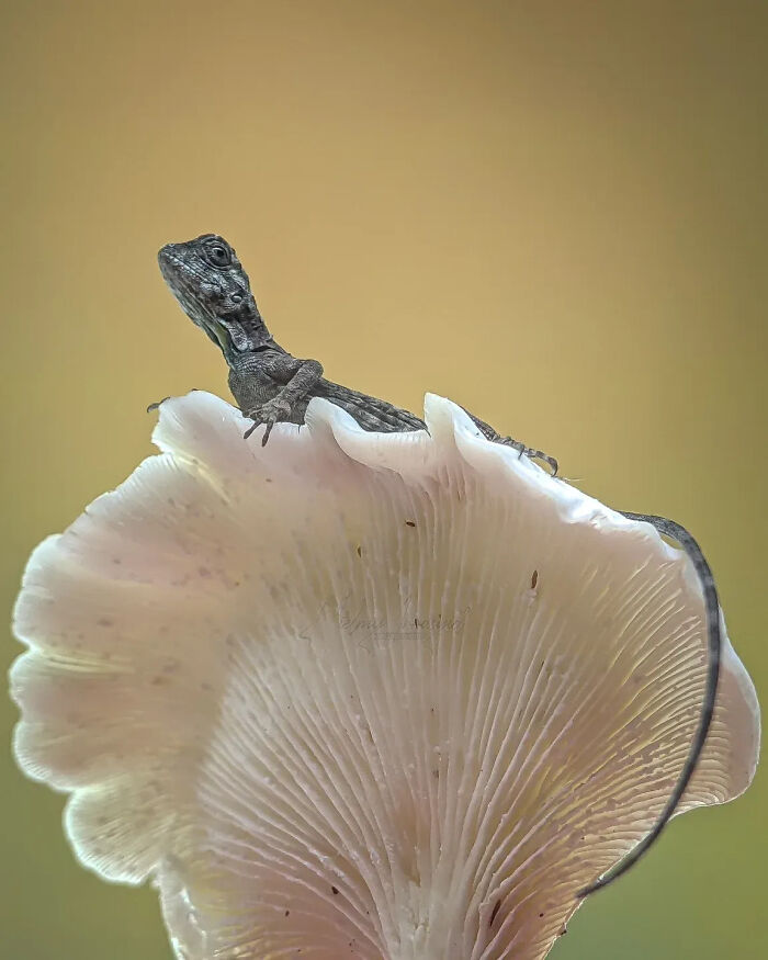 Whoa, These Tiny Creatures Just Became Superstars Thanks To A Smartphone!