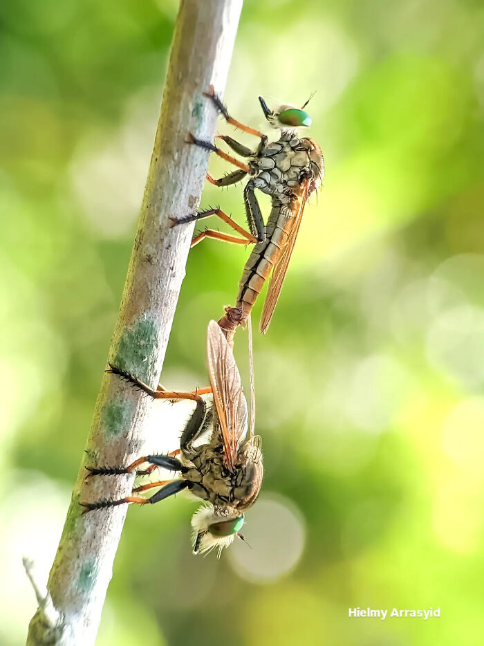 Whoa, These Tiny Creatures Just Became Superstars Thanks To A Smartphone!