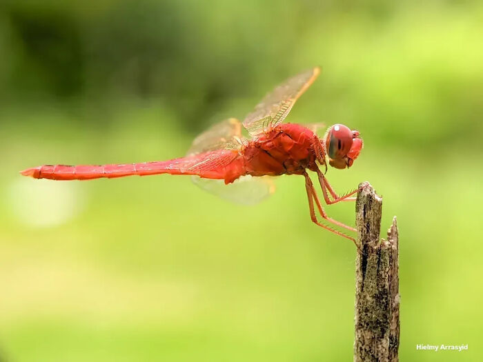 Whoa, These Tiny Creatures Just Became Superstars Thanks To A Smartphone!