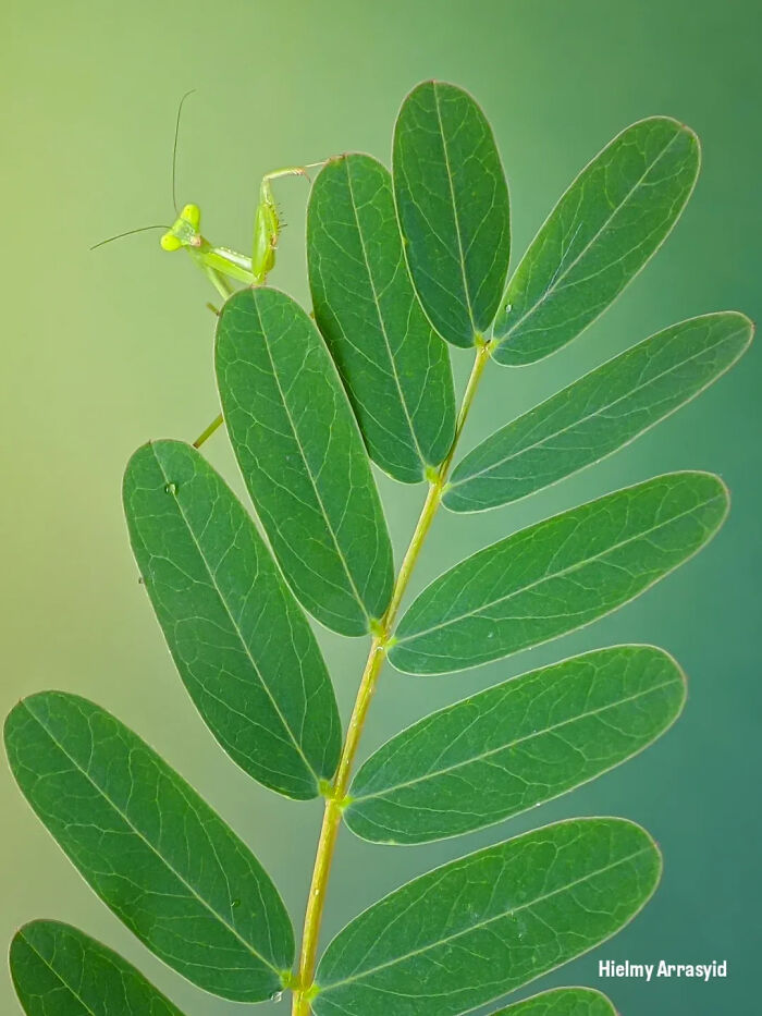 Whoa, These Tiny Creatures Just Became Superstars Thanks To A Smartphone!