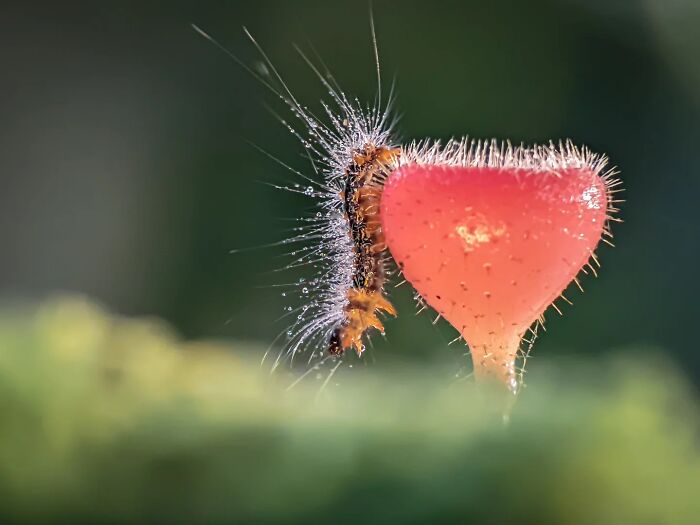 Whoa, These Tiny Creatures Just Became Superstars Thanks To A Smartphone!