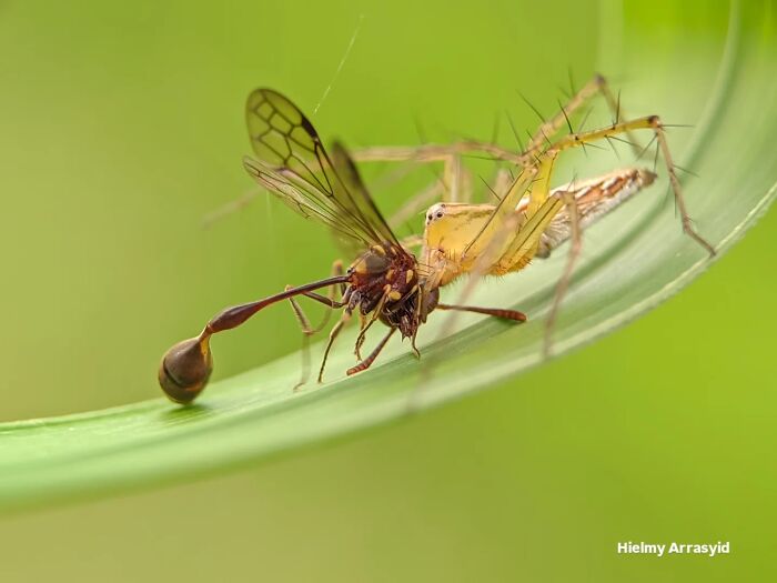 Whoa, These Tiny Creatures Just Became Superstars Thanks To A Smartphone!
