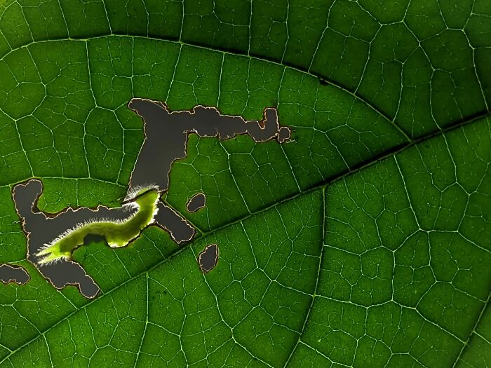 Whoa, These Tiny Creatures Just Became Superstars Thanks To A Smartphone!