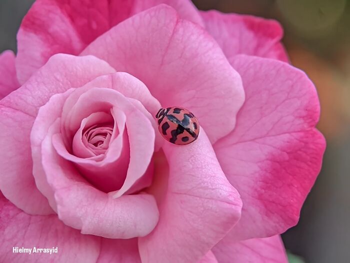 Whoa, These Tiny Creatures Just Became Superstars Thanks To A Smartphone!
