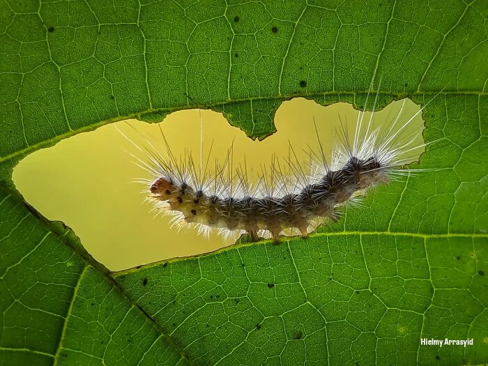 Whoa, These Tiny Creatures Just Became Superstars Thanks To A Smartphone!