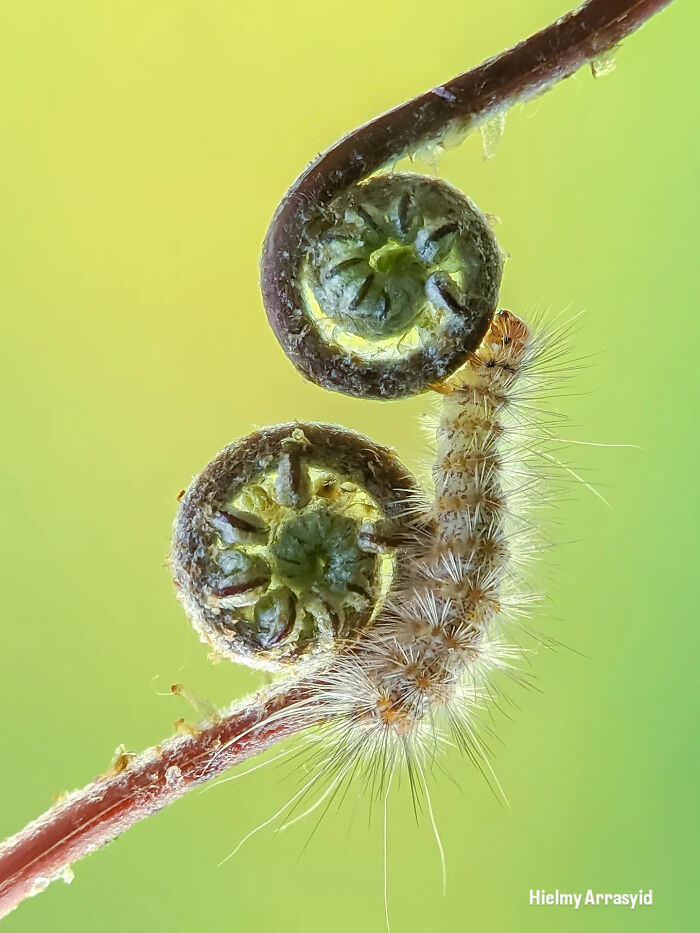 Whoa, These Tiny Creatures Just Became Superstars Thanks To A Smartphone!