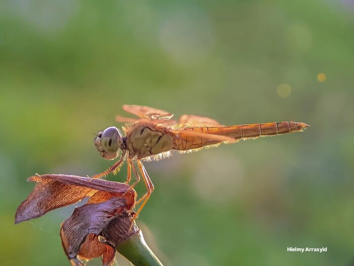 Whoa, These Tiny Creatures Just Became Superstars Thanks To A Smartphone!