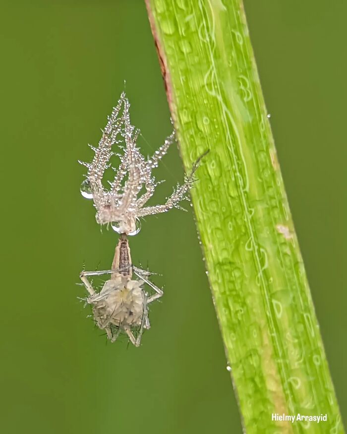 Whoa, These Tiny Creatures Just Became Superstars Thanks To A Smartphone!