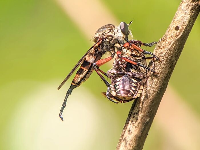 Whoa, These Tiny Creatures Just Became Superstars Thanks To A Smartphone!