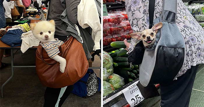 Dogs on the Go: 40 Bagged Pups Ready to Brighten Your Day