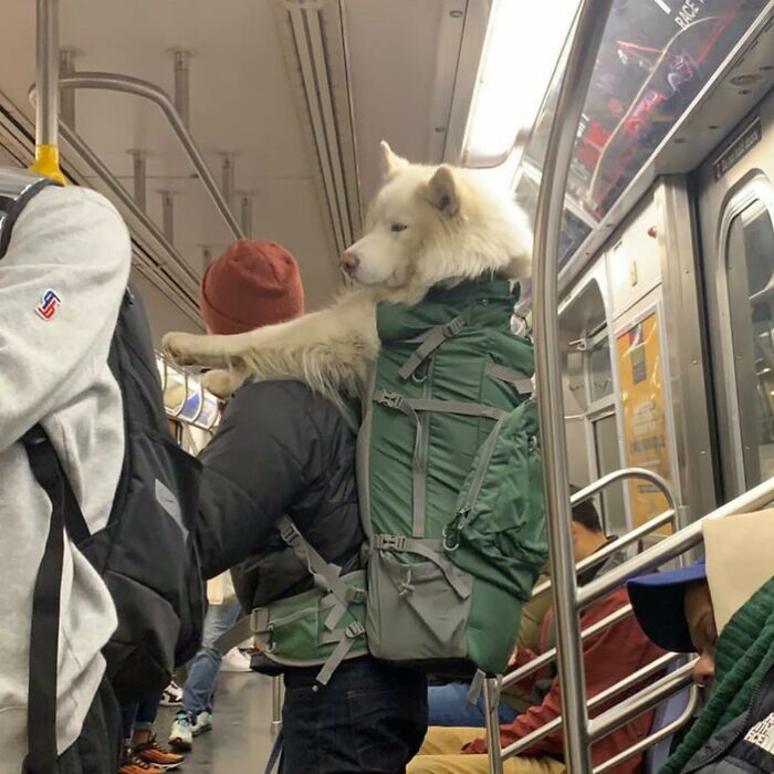 Dogs on the Go: 40 Bagged Pups Ready to Brighten Your Day