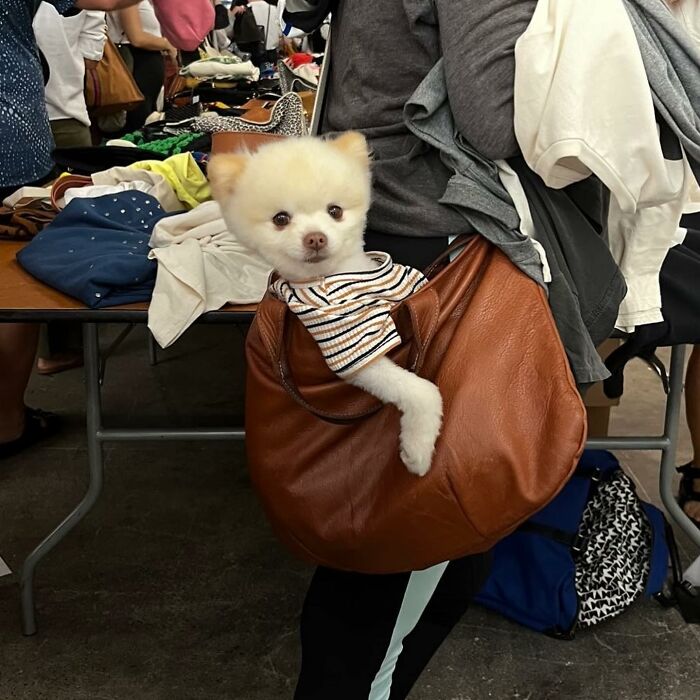 Dogs on the Go: 40 Bagged Pups Ready to Brighten Your Day