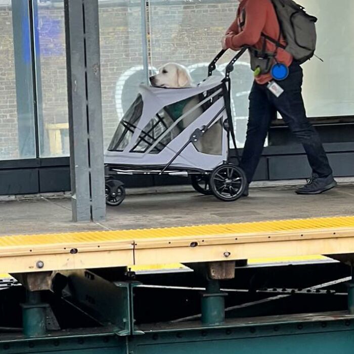 Dogs on the Go: 40 Bagged Pups Ready to Brighten Your Day