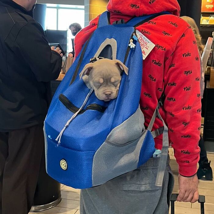 Dogs on the Go: 40 Bagged Pups Ready to Brighten Your Day