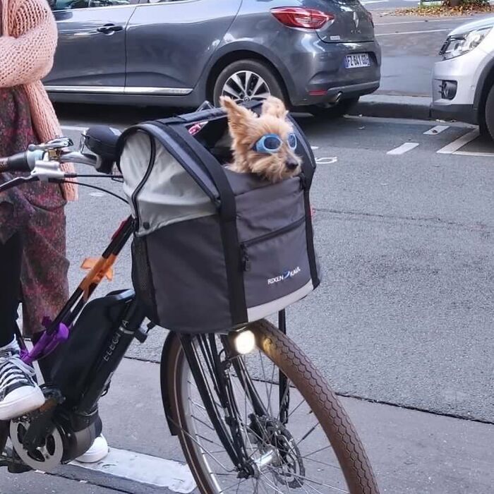 Dogs on the Go: 40 Bagged Pups Ready to Brighten Your Day