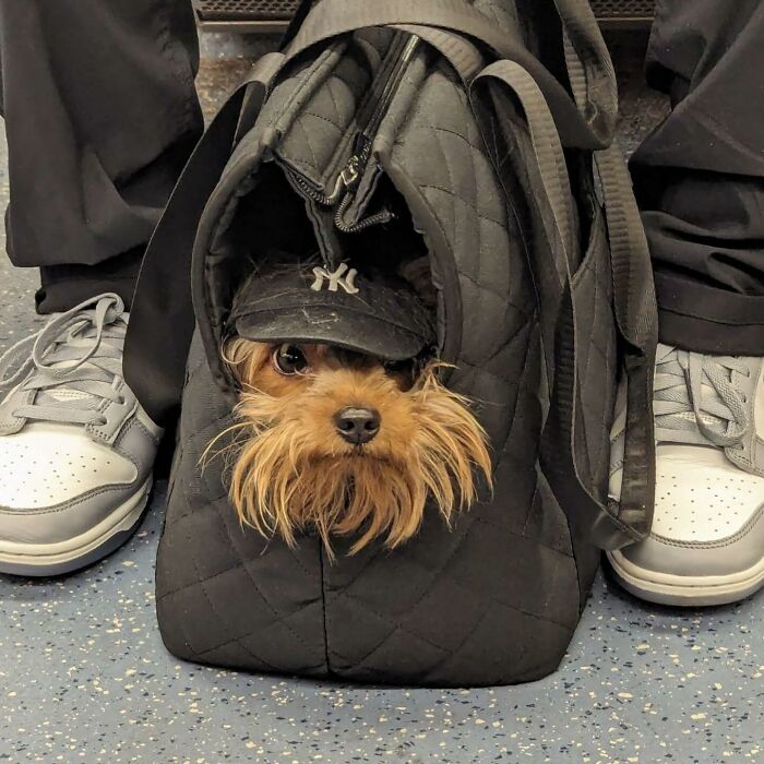 Dogs on the Go: 40 Bagged Pups Ready to Brighten Your Day