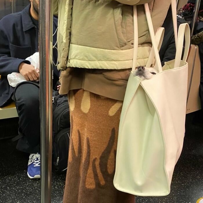Dogs on the Go: 40 Bagged Pups Ready to Brighten Your Day