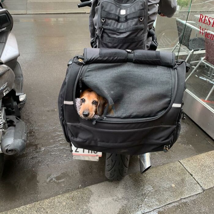 Dogs on the Go: 40 Bagged Pups Ready to Brighten Your Day