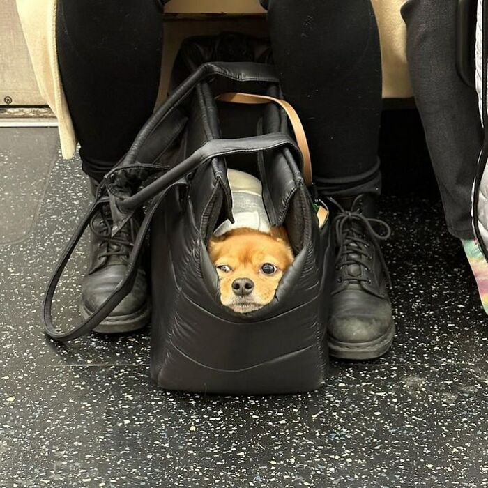 Dogs on the Go: 40 Bagged Pups Ready to Brighten Your Day