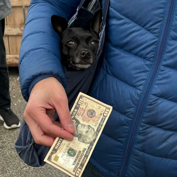 Dogs on the Go: 40 Bagged Pups Ready to Brighten Your Day