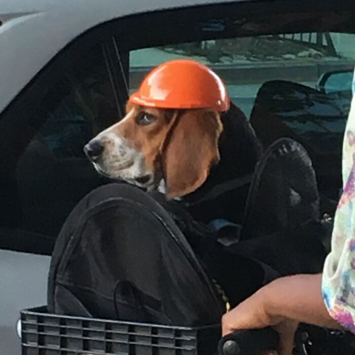 Dogs on the Go: 40 Bagged Pups Ready to Brighten Your Day
