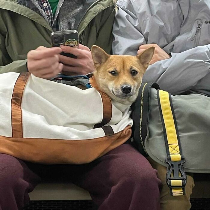 Dogs on the Go: 40 Bagged Pups Ready to Brighten Your Day
