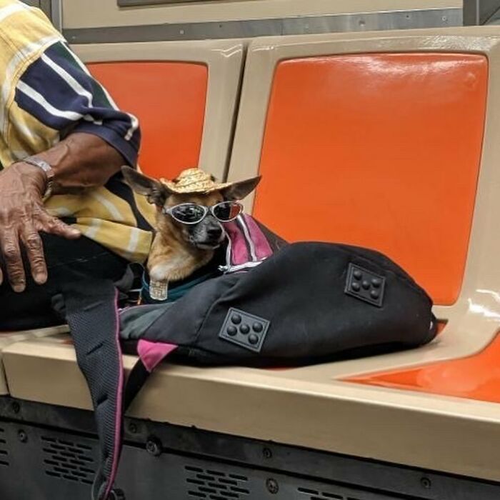 Dogs on the Go: 40 Bagged Pups Ready to Brighten Your Day