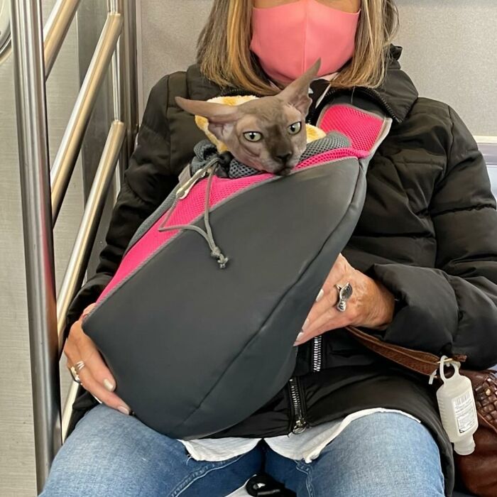 Dogs on the Go: 40 Bagged Pups Ready to Brighten Your Day