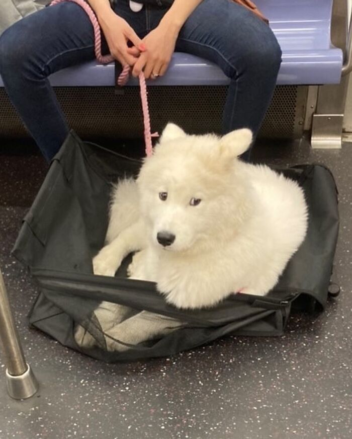 Dogs on the Go: 40 Bagged Pups Ready to Brighten Your Day