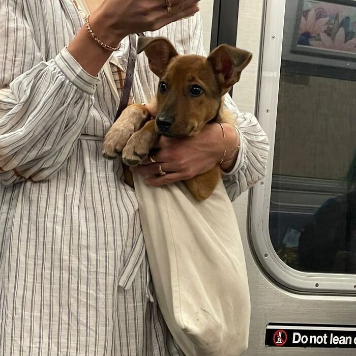 Dogs on the Go: 40 Bagged Pups Ready to Brighten Your Day